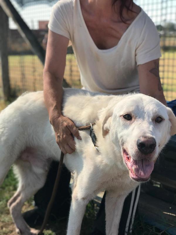 Boston, simil labrador dagli occhi dolcissimi Foto 5